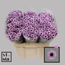 Vollsortiment - Chrysantheme santini, pink einfach -  5 Stiele